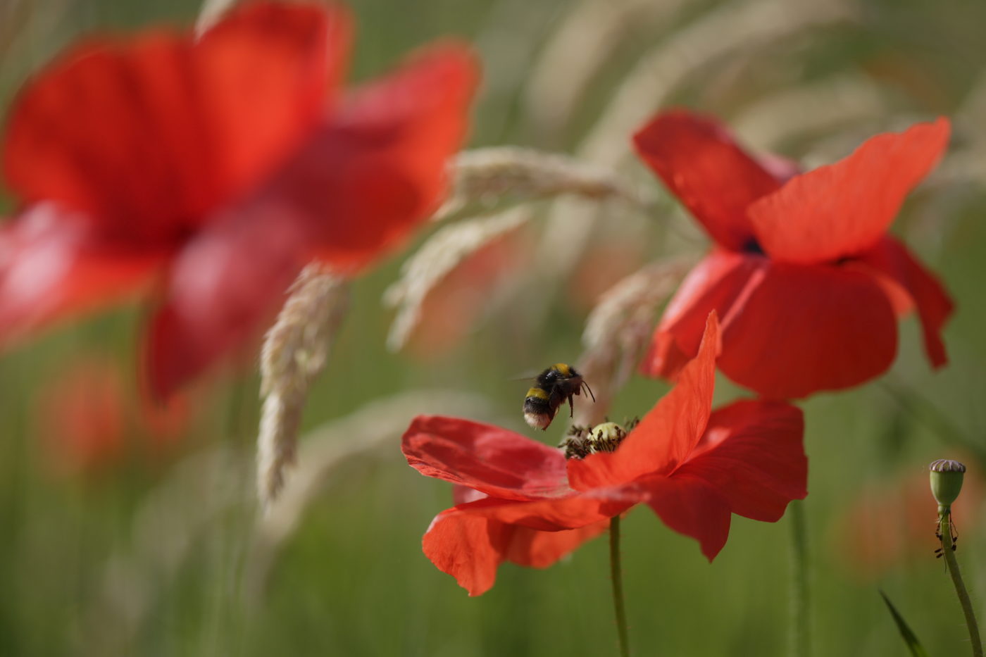 Bumblebee & poppies, Bombus terrestris